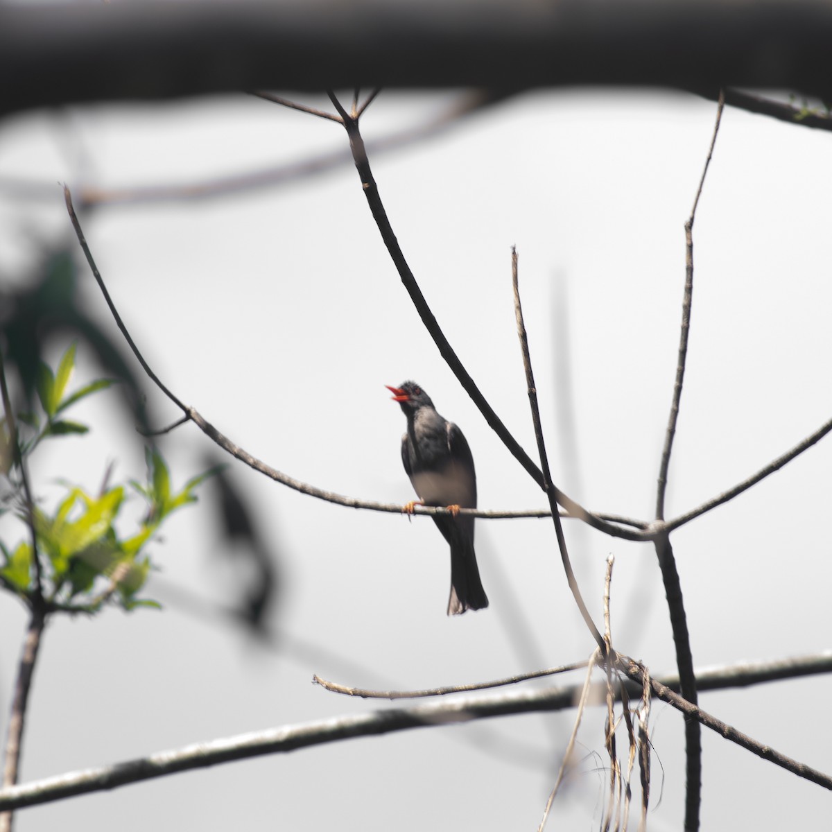 Square-tailed Bulbul - ML617030049