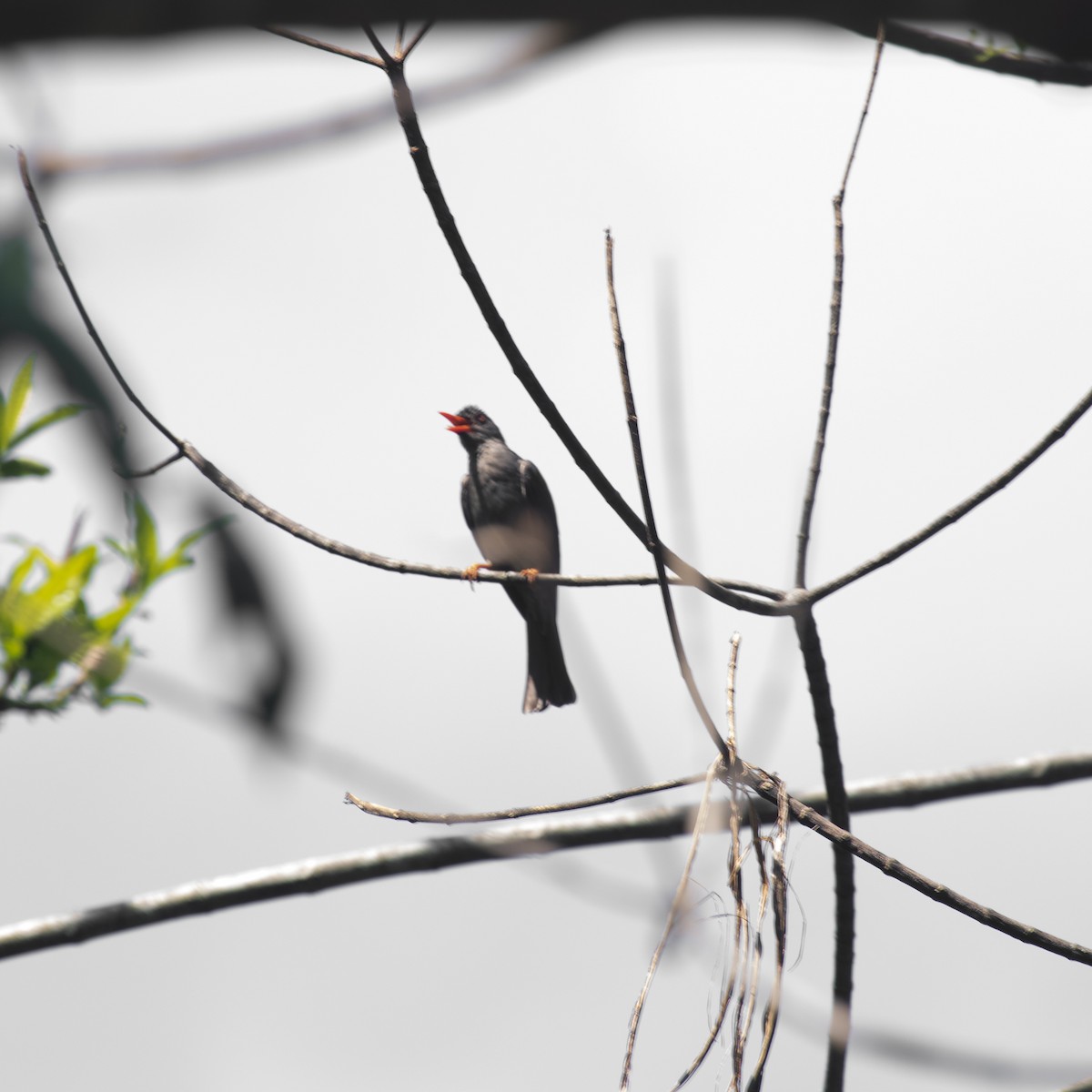 Square-tailed Bulbul - ML617030050