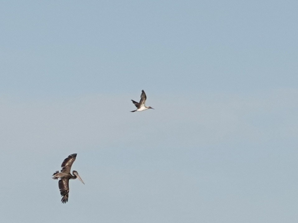 Blue-footed Booby - ML617030069