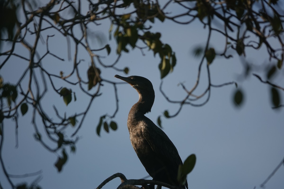 Neotropic Cormorant - Toby-Anne Reimer