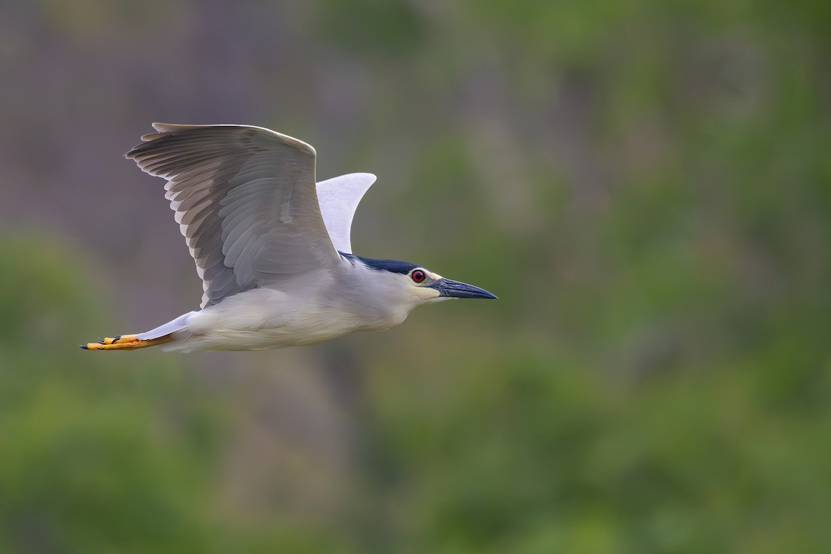 Black-crowned Night Heron - ML617030105