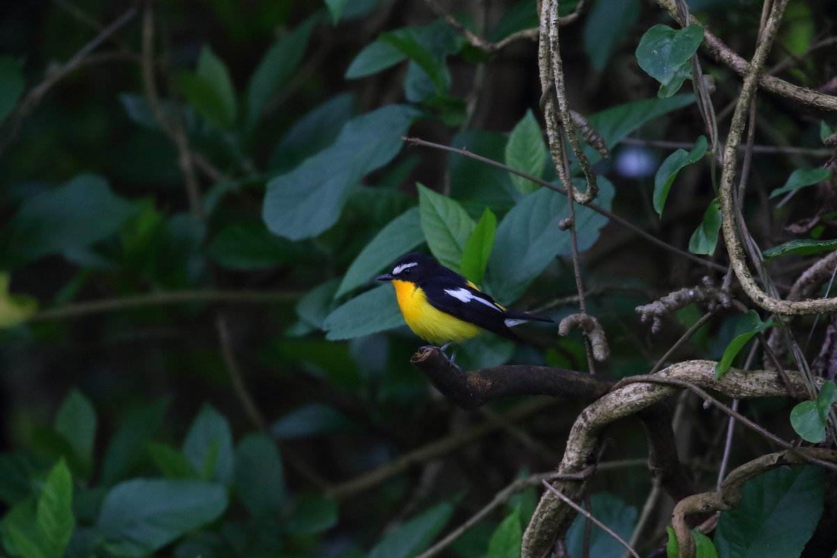 Yellow-rumped Flycatcher - ML617030150