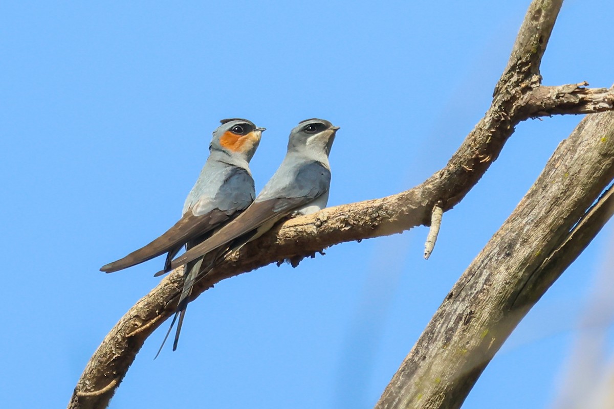 Crested Treeswift - Vikram S