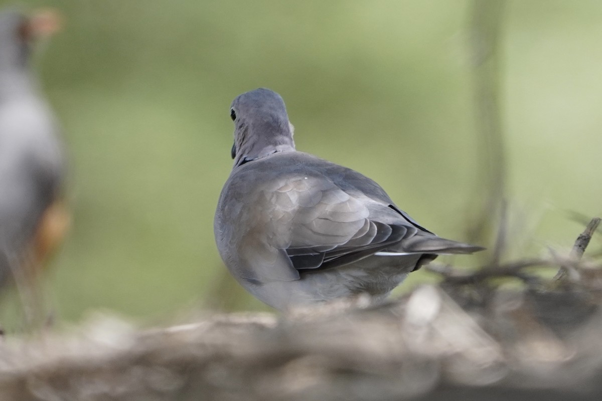 Ring-necked Dove - ML617030166