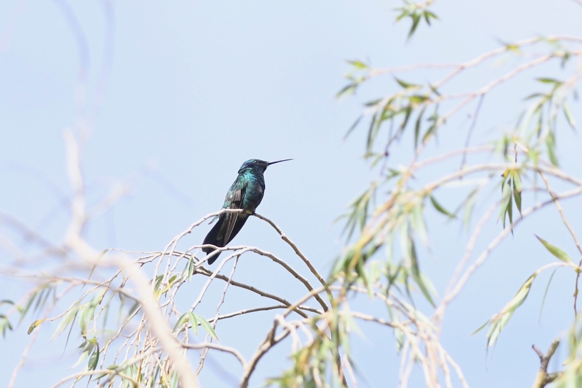 Colibrí Rutilante - ML617030177