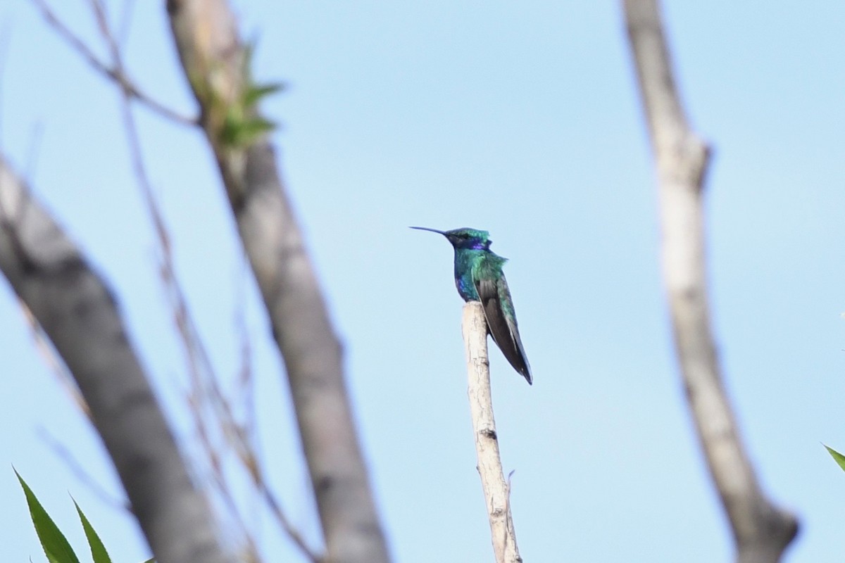 kolibřík modrolící - ML617030178