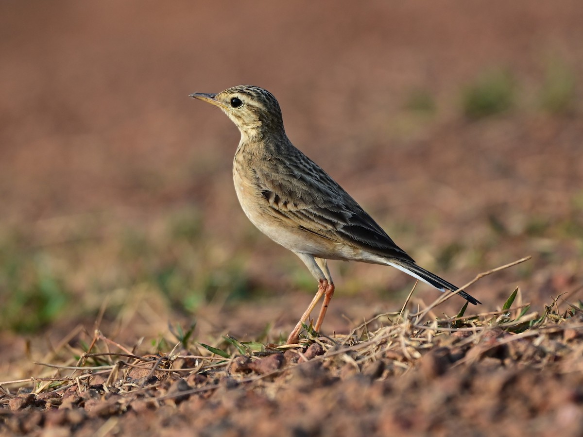 Paddyfield Pipit - Dr. Dilip K G