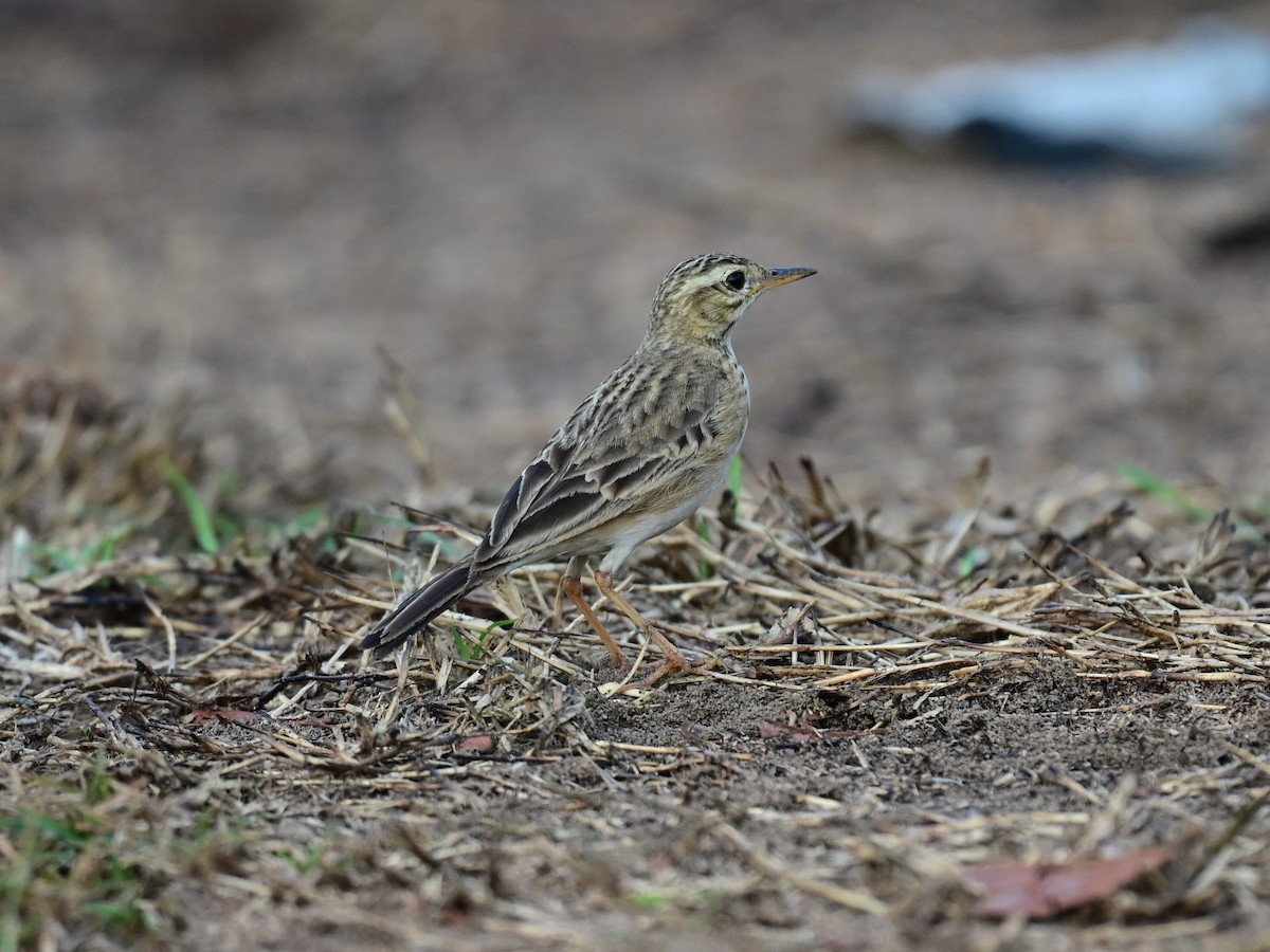 Paddyfield Pipit - Dr. Dilip K G