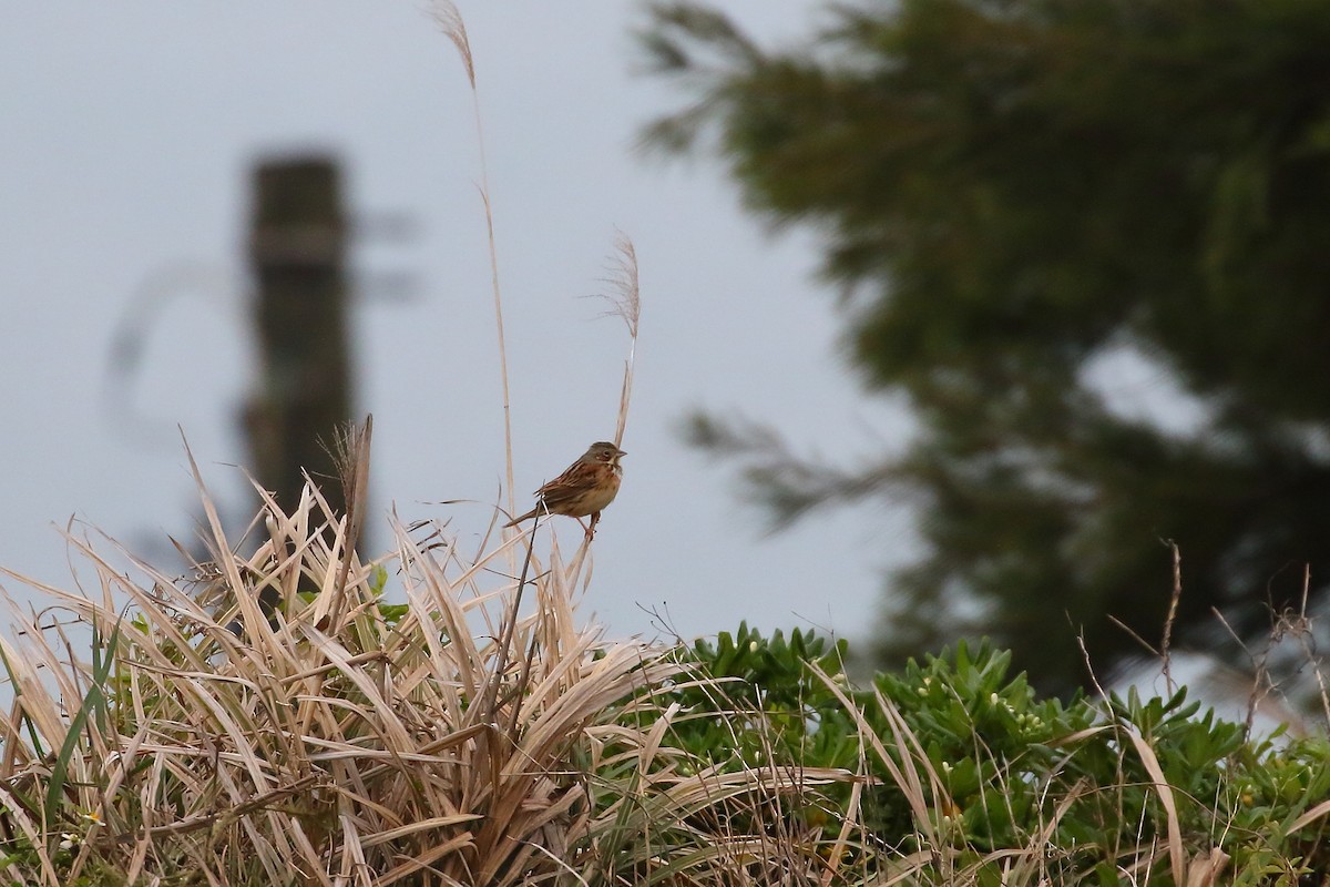 Chestnut-eared Bunting - Alen Lin