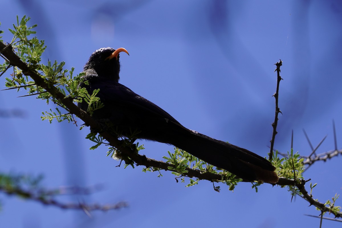 Abyssinian Scimitarbill - Greg Hertler