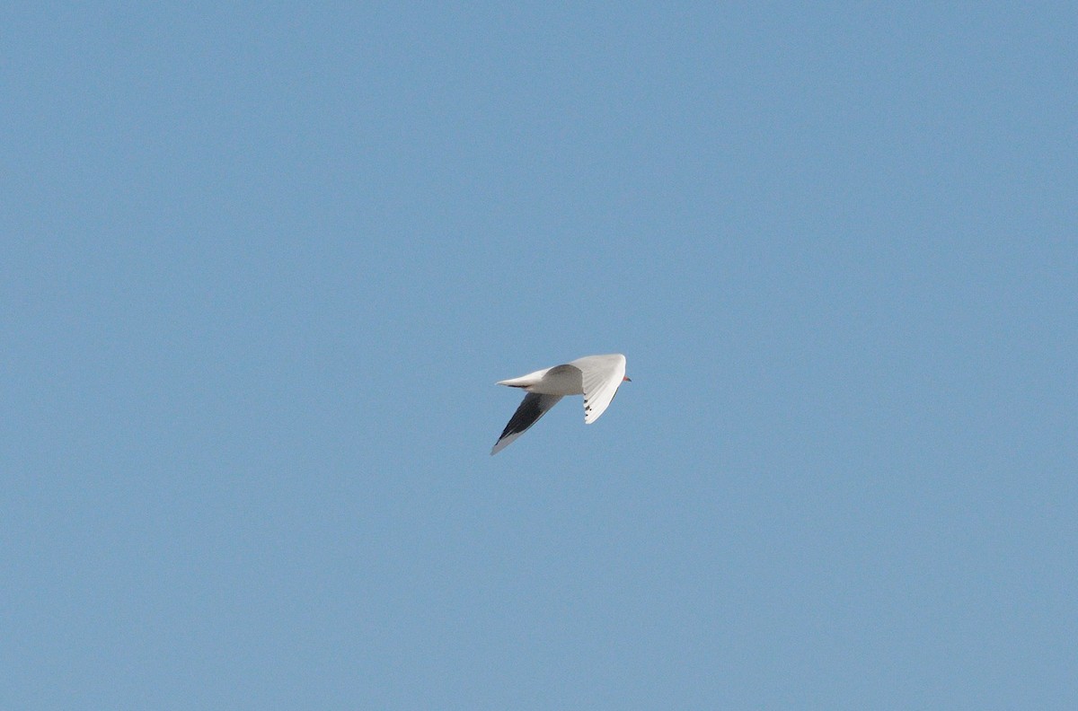 Snowy-crowned Tern - ML617030239