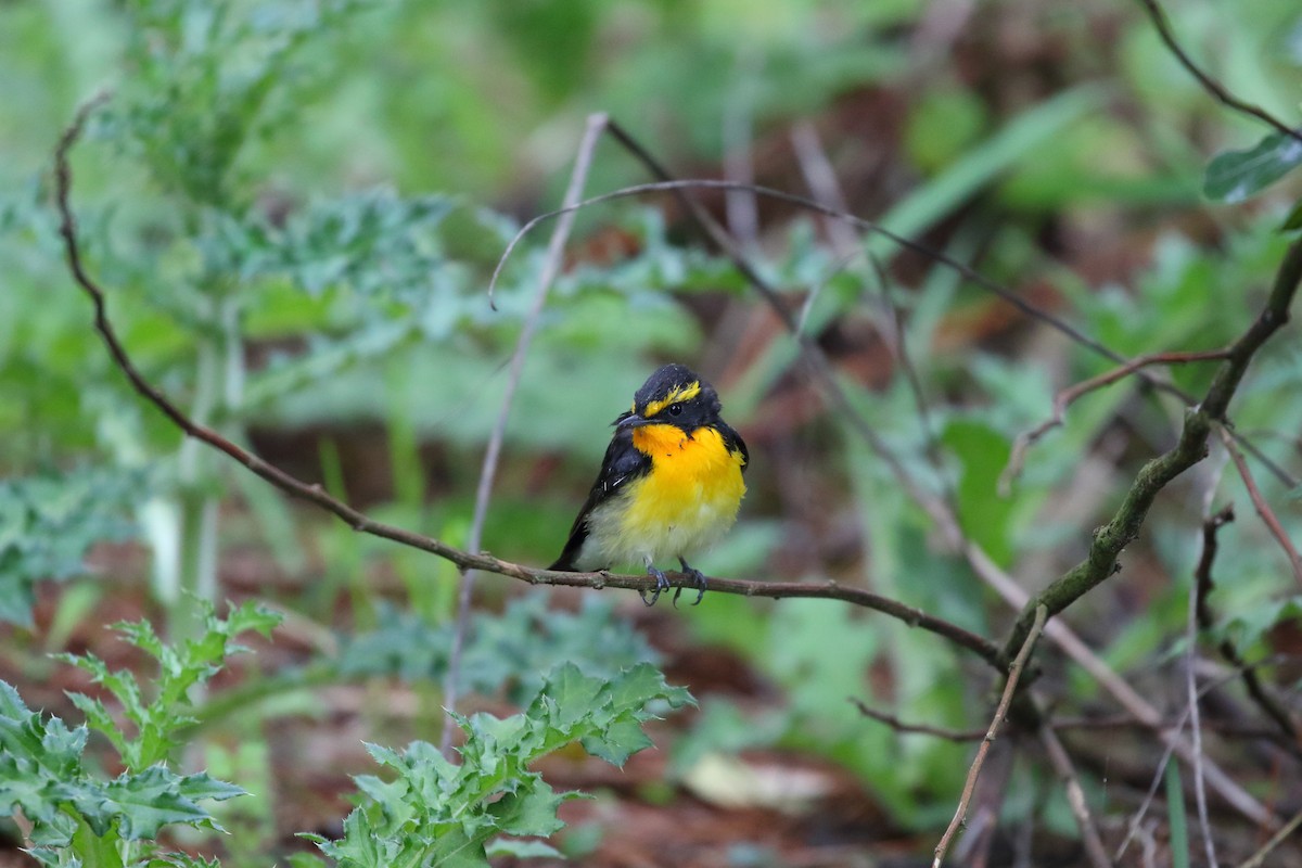 Narcissus Flycatcher - Alen Lin