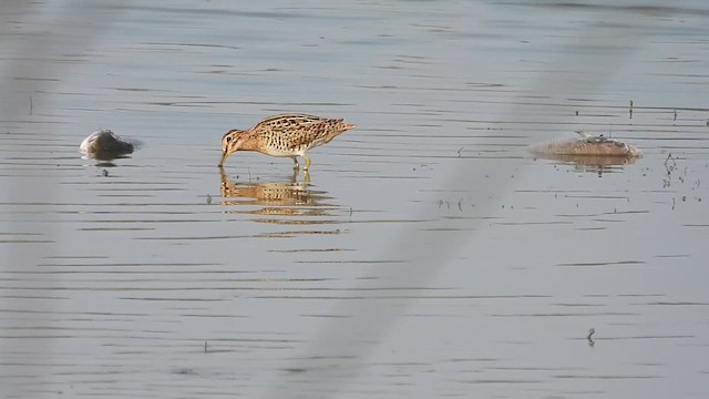 Common Snipe - ML617030263