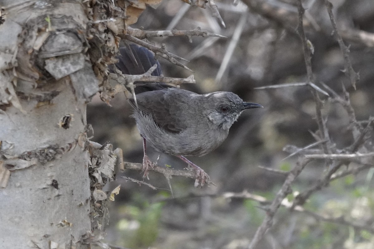 Gray Wren-Warbler - Greg Hertler