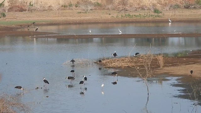 Asian Woolly-necked Stork - ML617030276