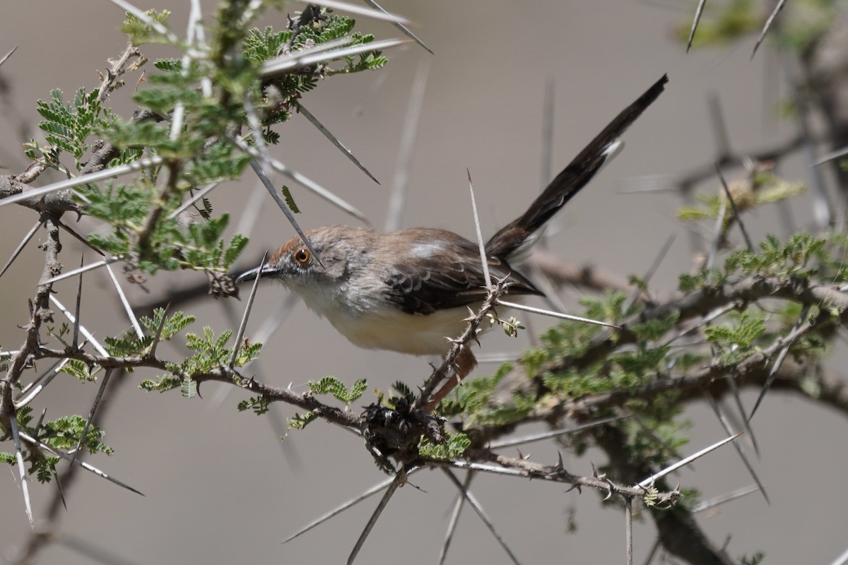 Red-fronted Prinia - ML617030304