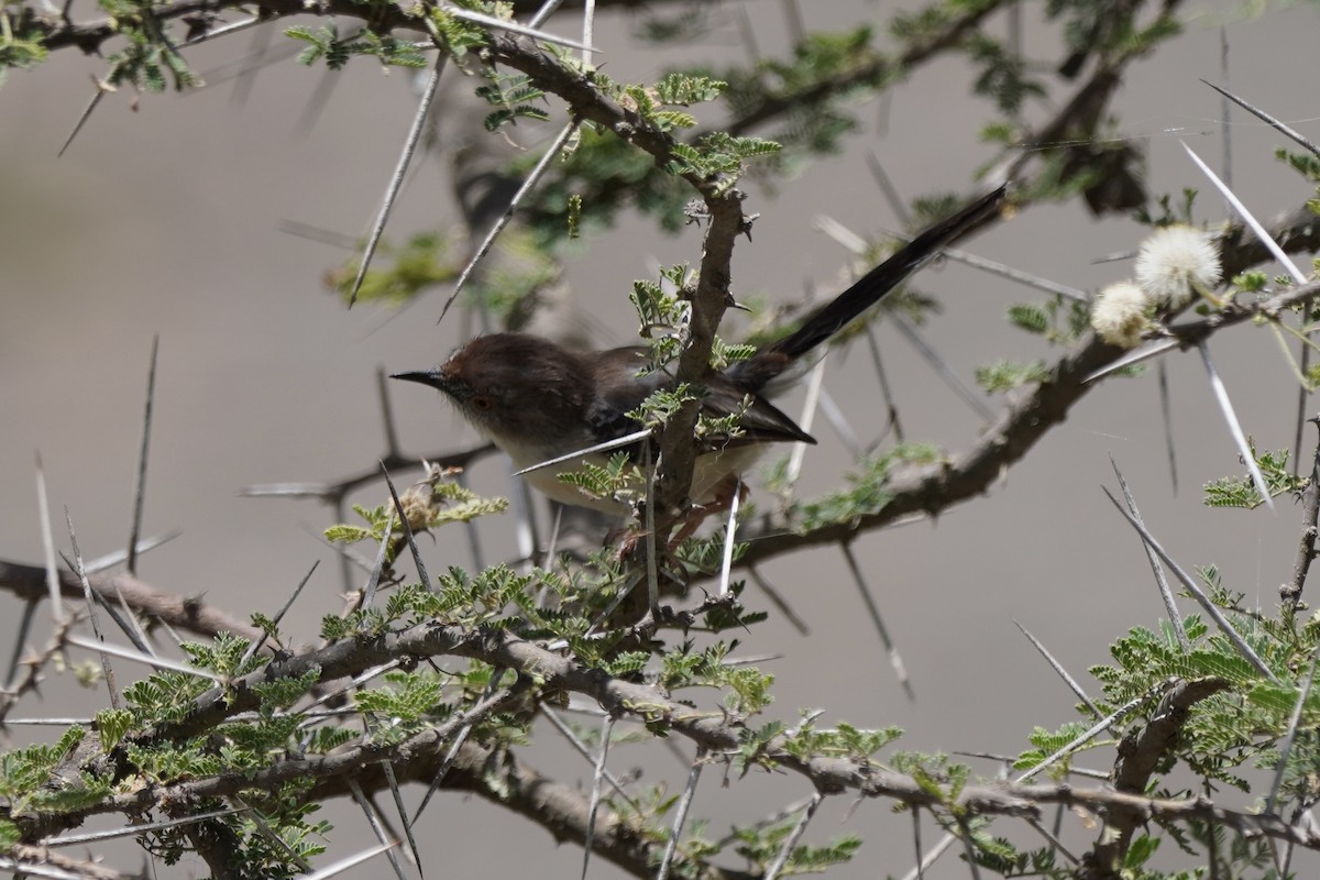 Red-fronted Prinia - ML617030305