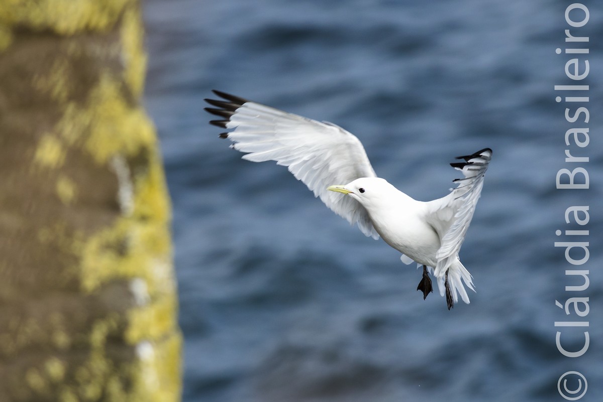 Mouette tridactyle - ML61703031