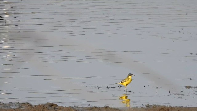 Western Yellow Wagtail - ML617030320