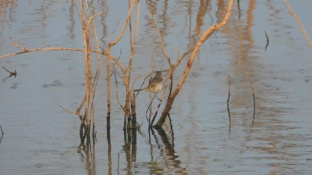 Clamorous Reed Warbler - ML617030359