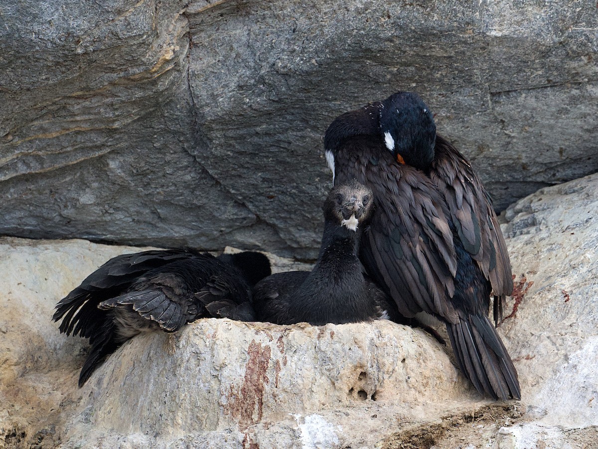 Cormorán Magallánico - ML617030364