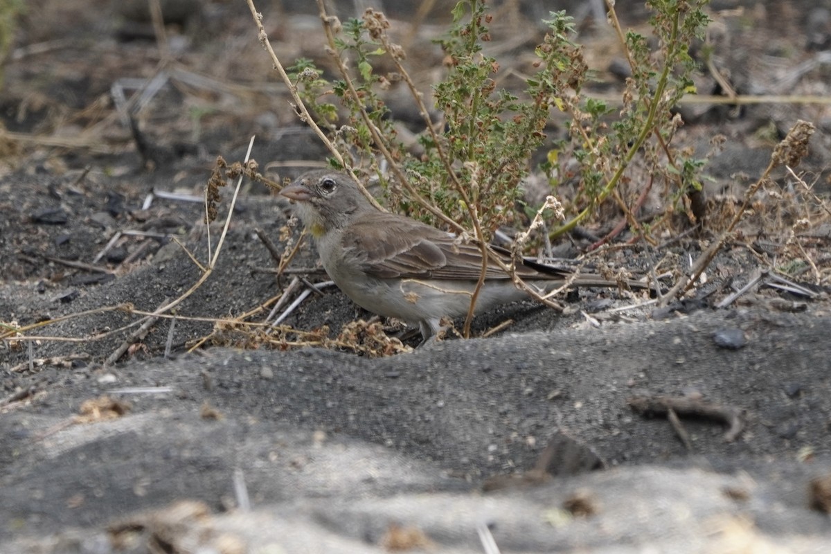 Yellow-spotted Bush Sparrow - ML617030438