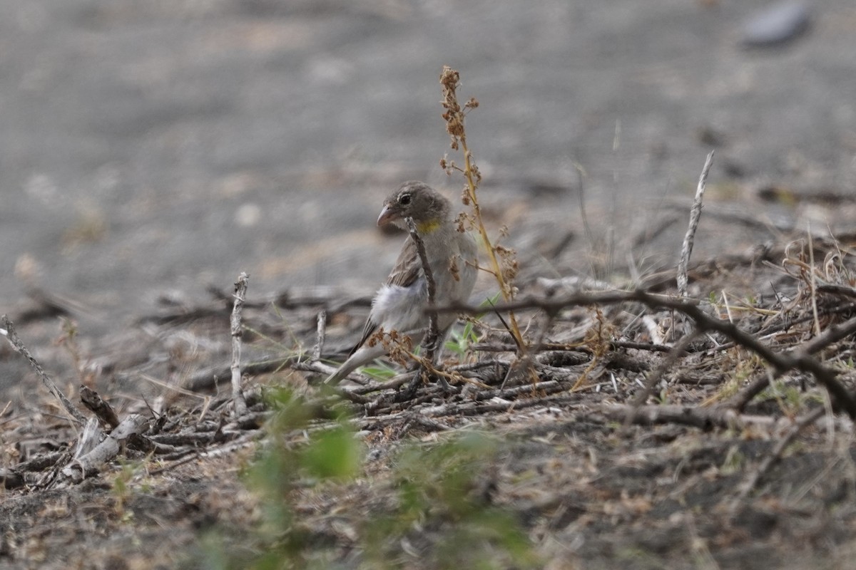 Yellow-spotted Bush Sparrow - ML617030440