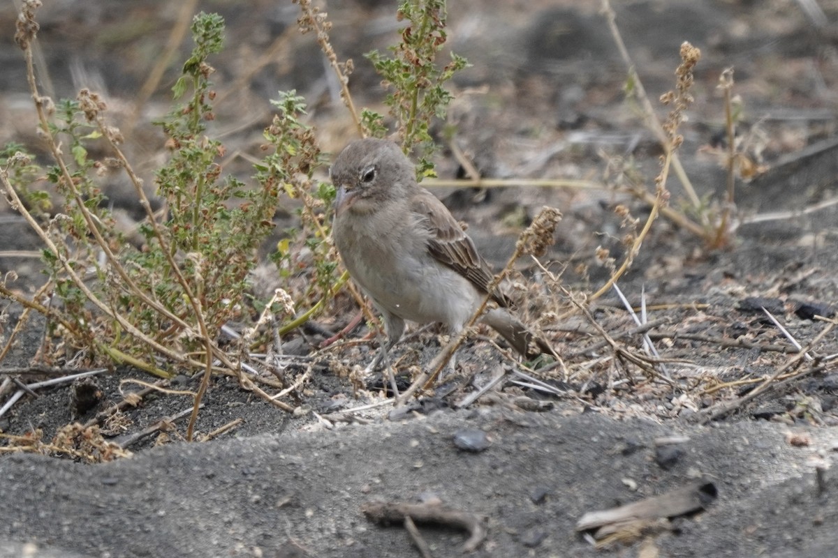 Yellow-spotted Bush Sparrow - ML617030441