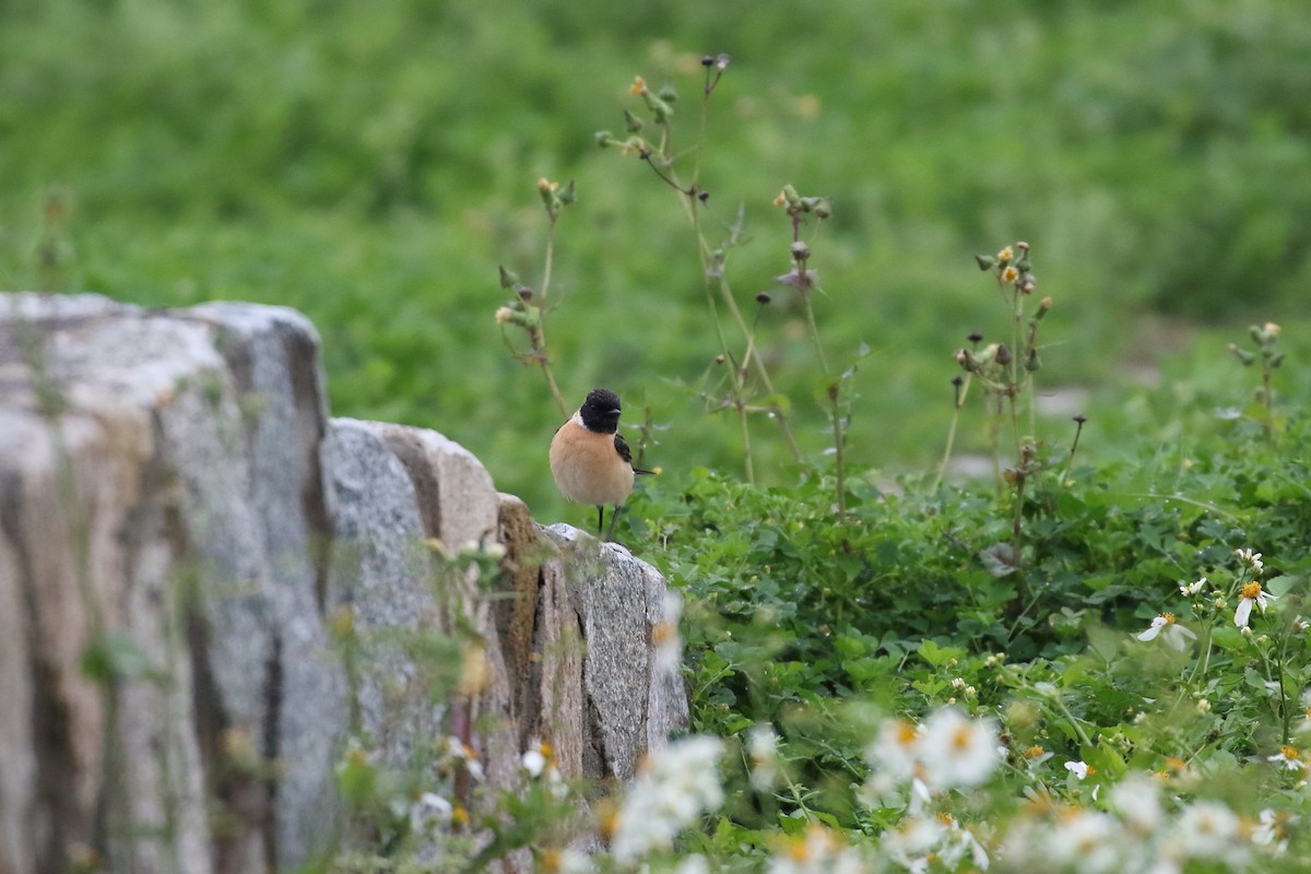 Amur Stonechat - ML617030447