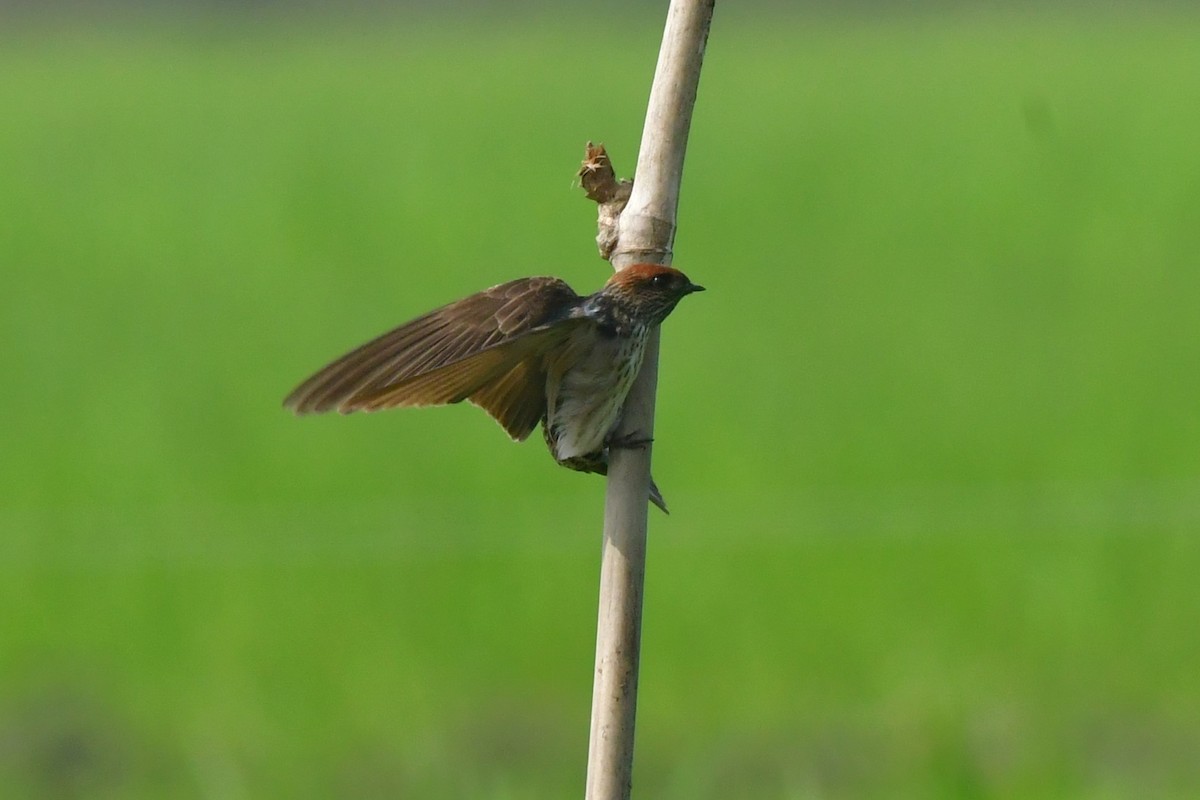 Streak-throated Swallow - Anirban  Bhaduri