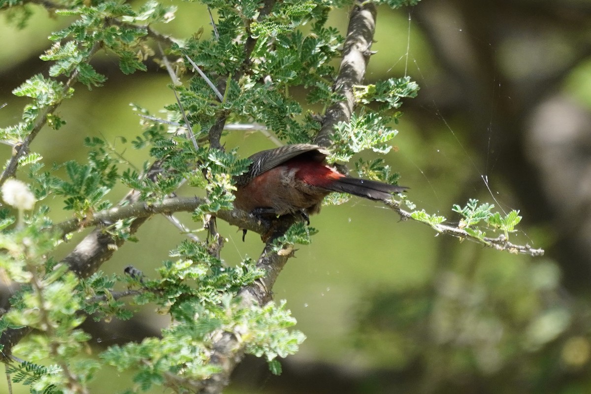 Black-faced Waxbill - ML617030510