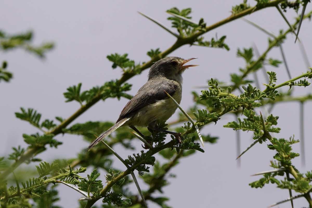 Buff-bellied Warbler - ML617030527