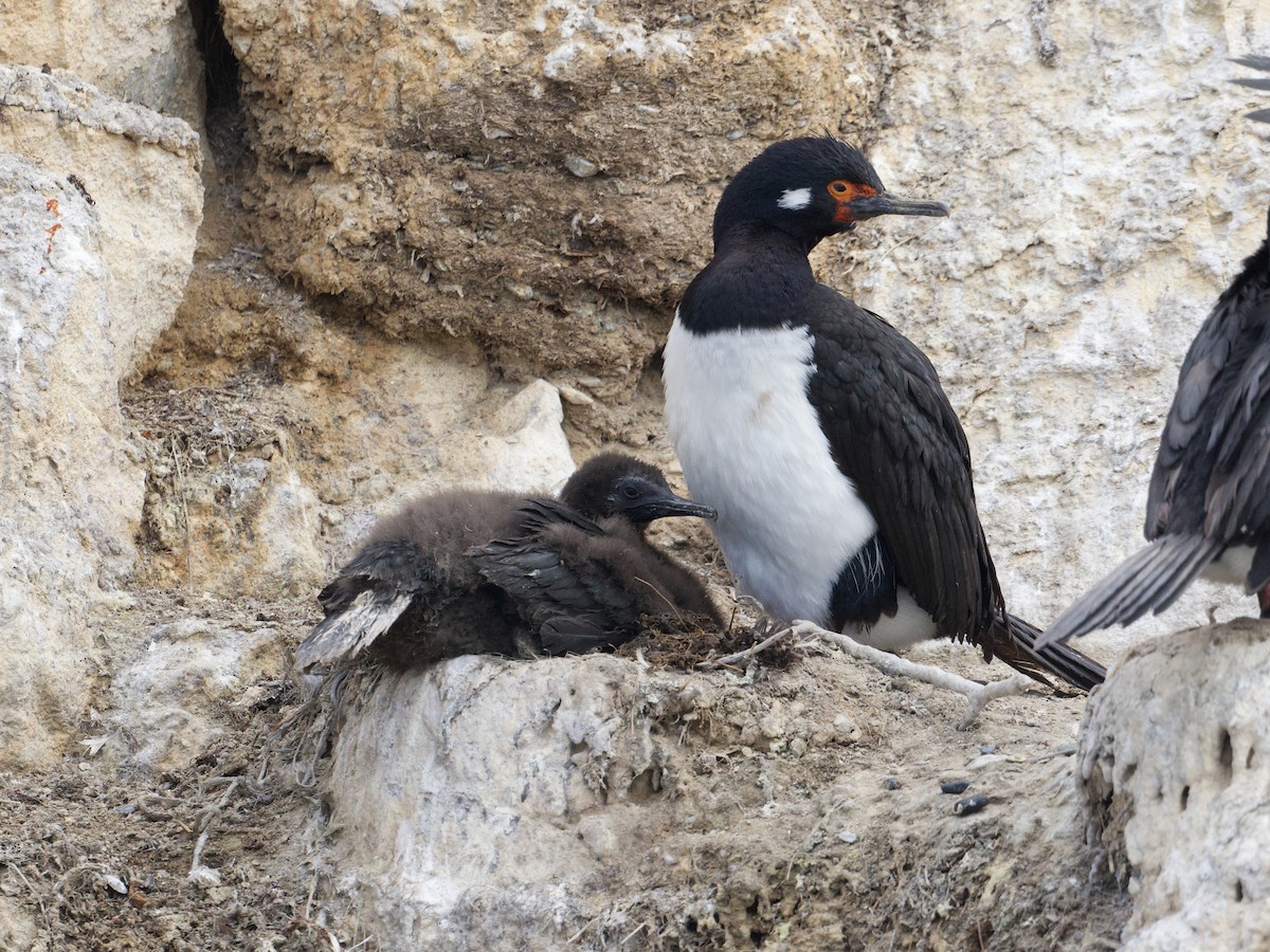 Cormoran de Magellan - ML617030530