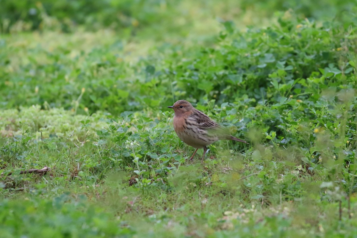 Red-throated Pipit - ML617030543
