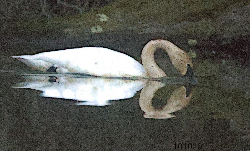 Trumpeter Swan - ML617030555