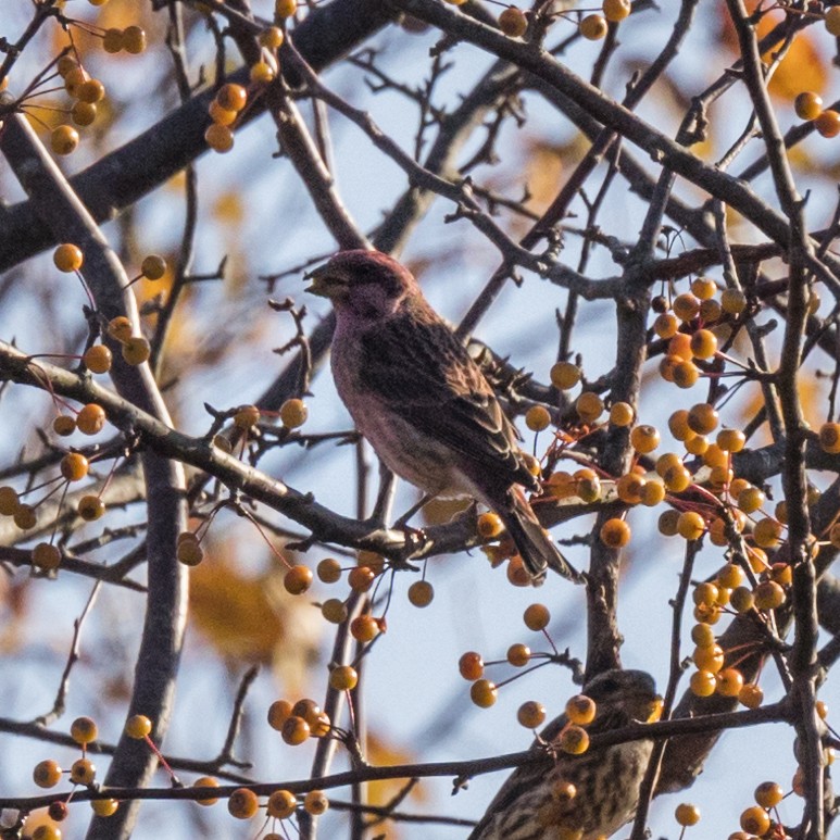 Purple Finch - Jay Petersen