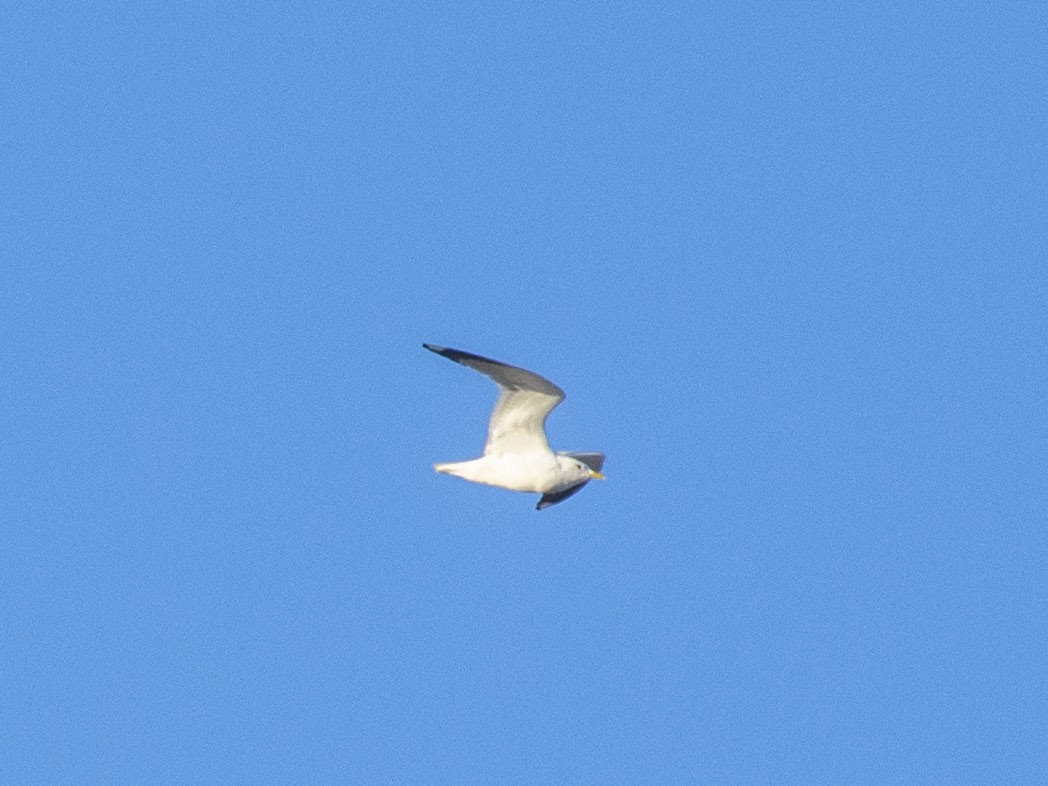 Common Gull (Russian) - ML617030601