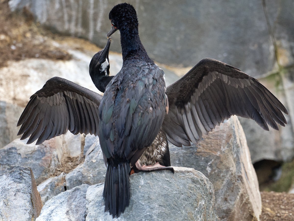 Magellanic Cormorant - ML617030641