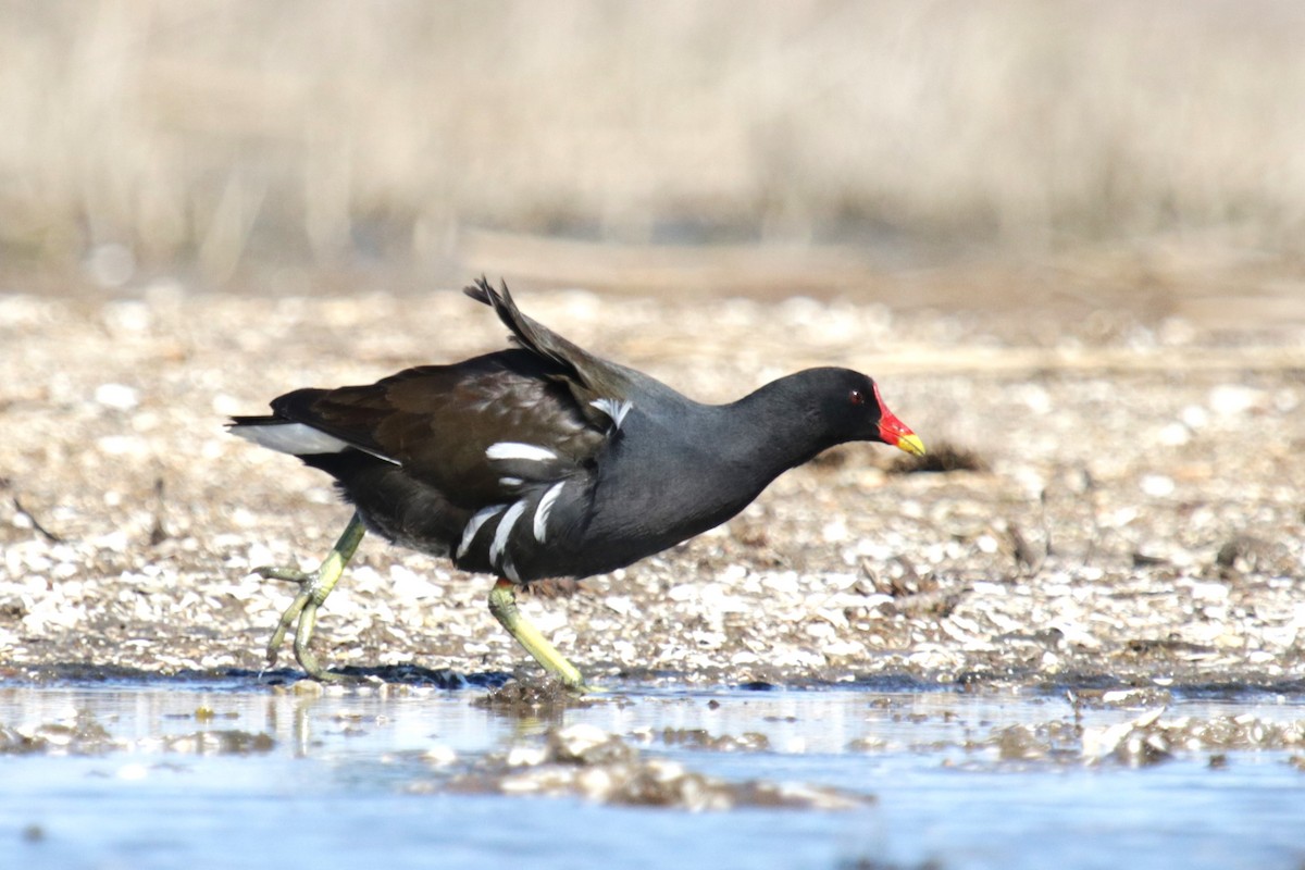 Eurasian Moorhen - Jan Roedolf