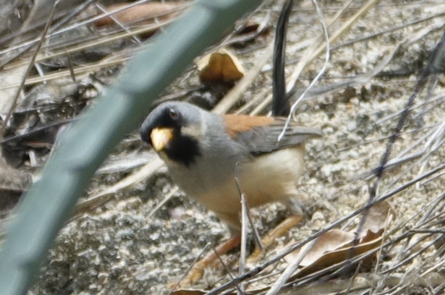 Buff-bridled Inca-Finch - ML617030646