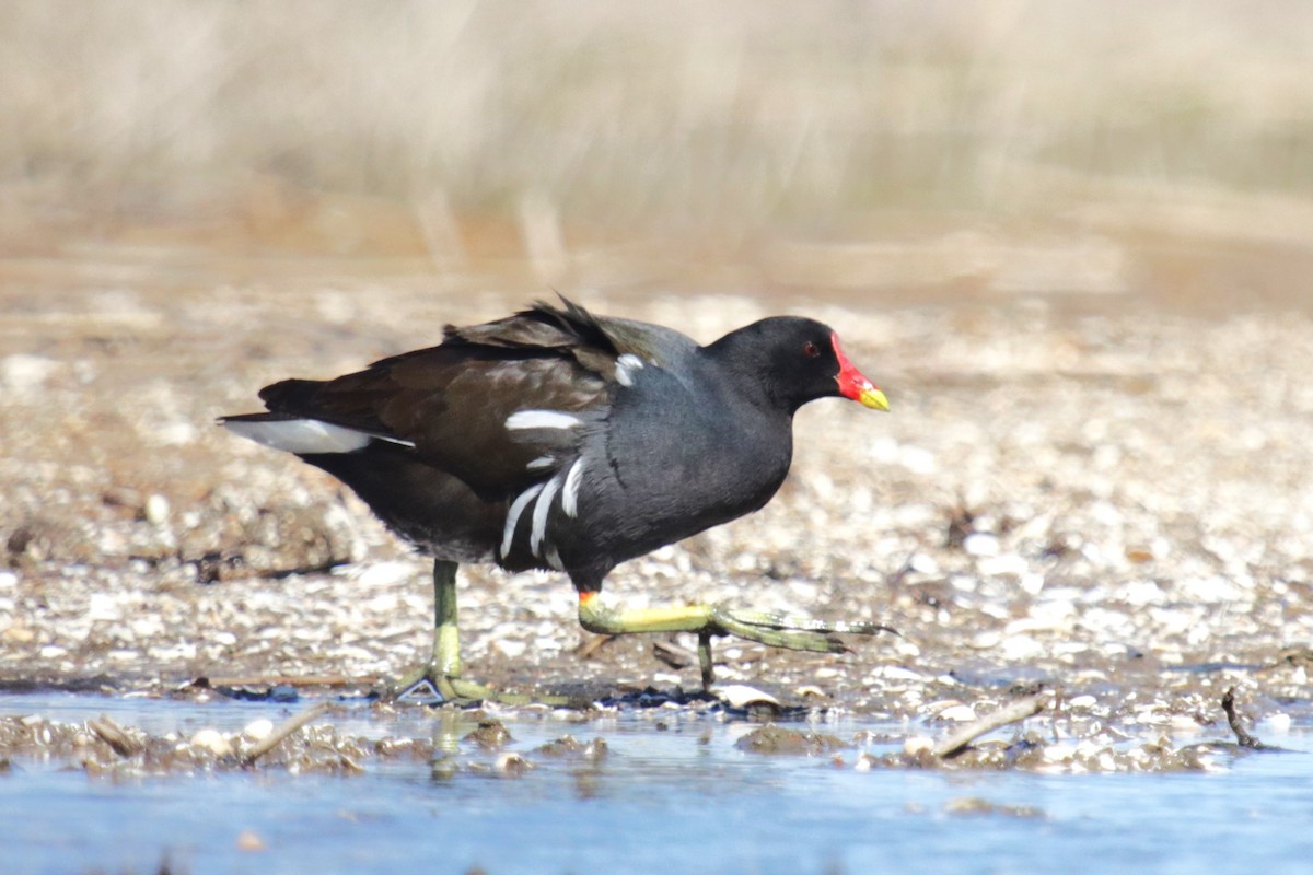 Eurasian Moorhen - Jan Roedolf