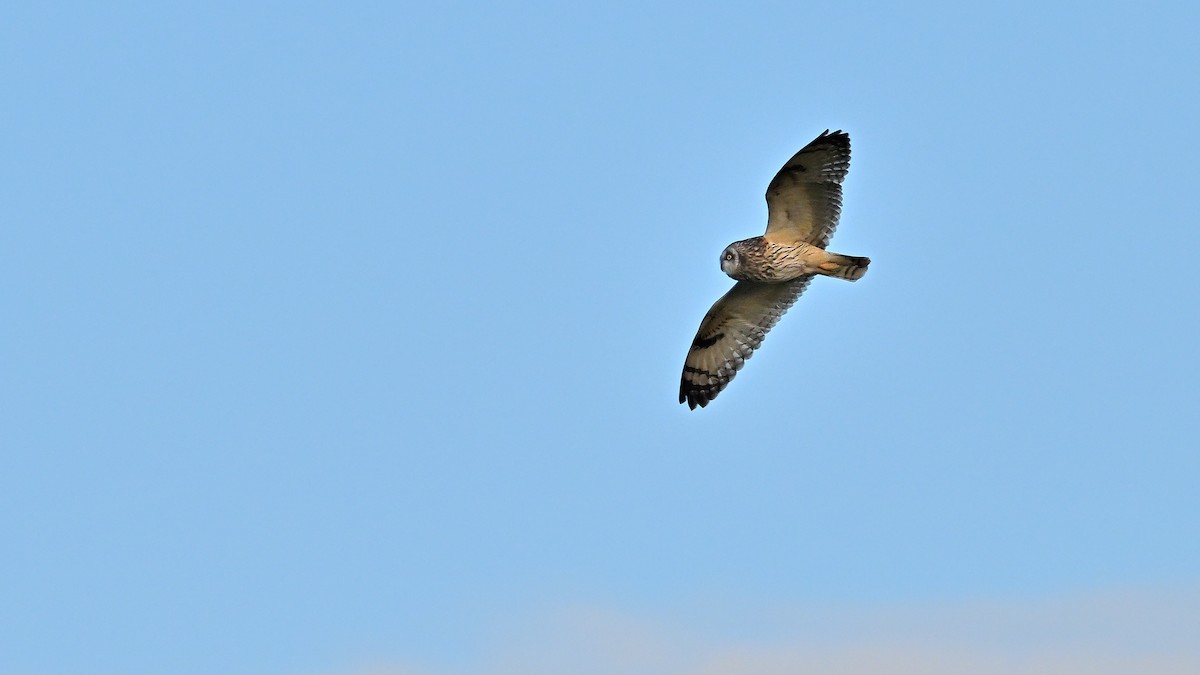 Short-eared Owl (Northern) - Soren Bentzen