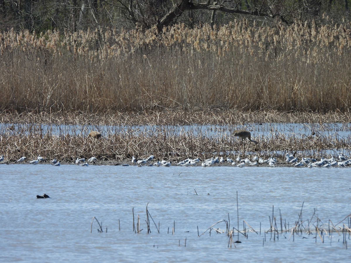 Sandhill Crane - ML617030692