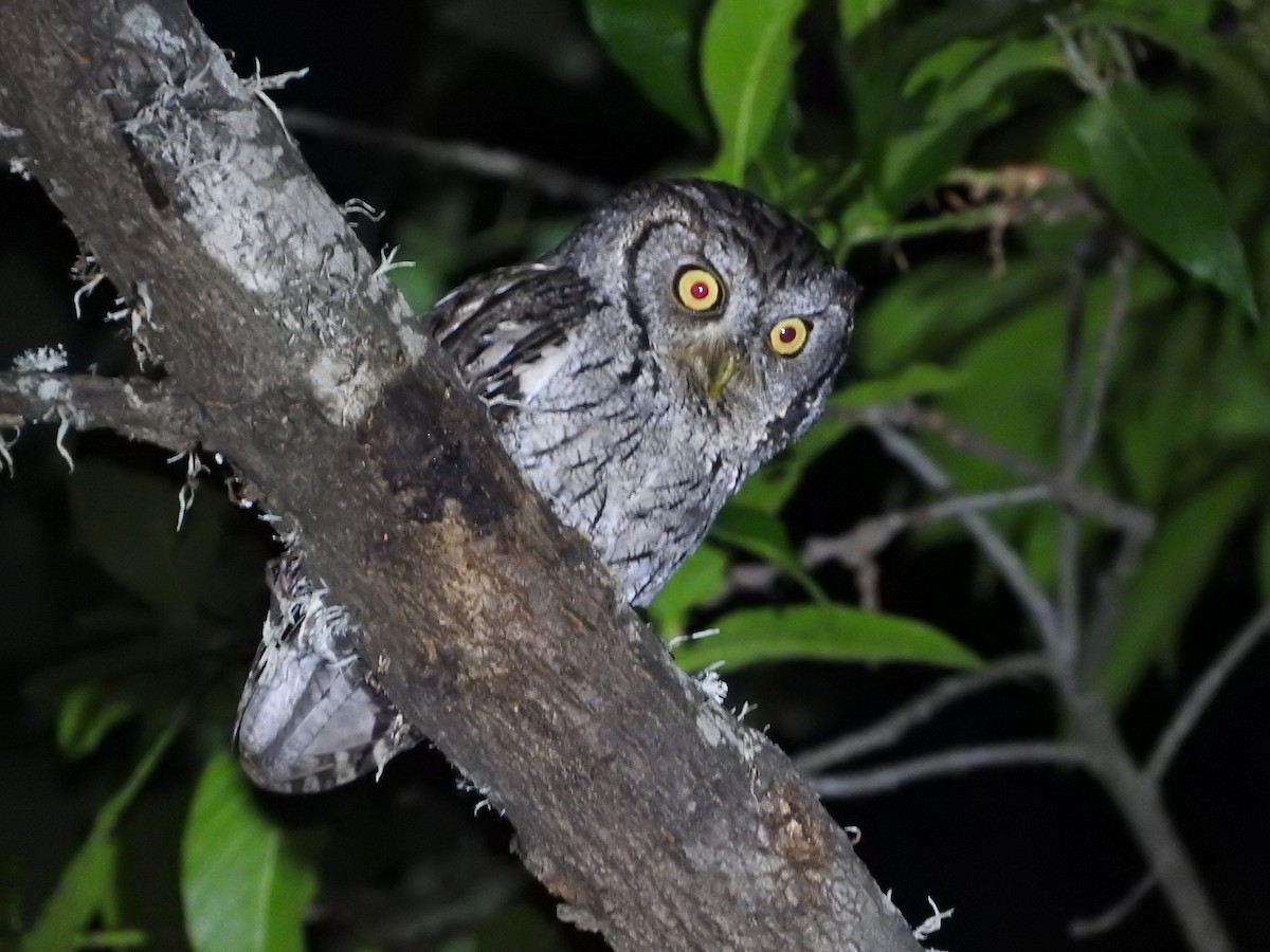Eastern Screech-Owl (McCall's) - Azucena Olvera