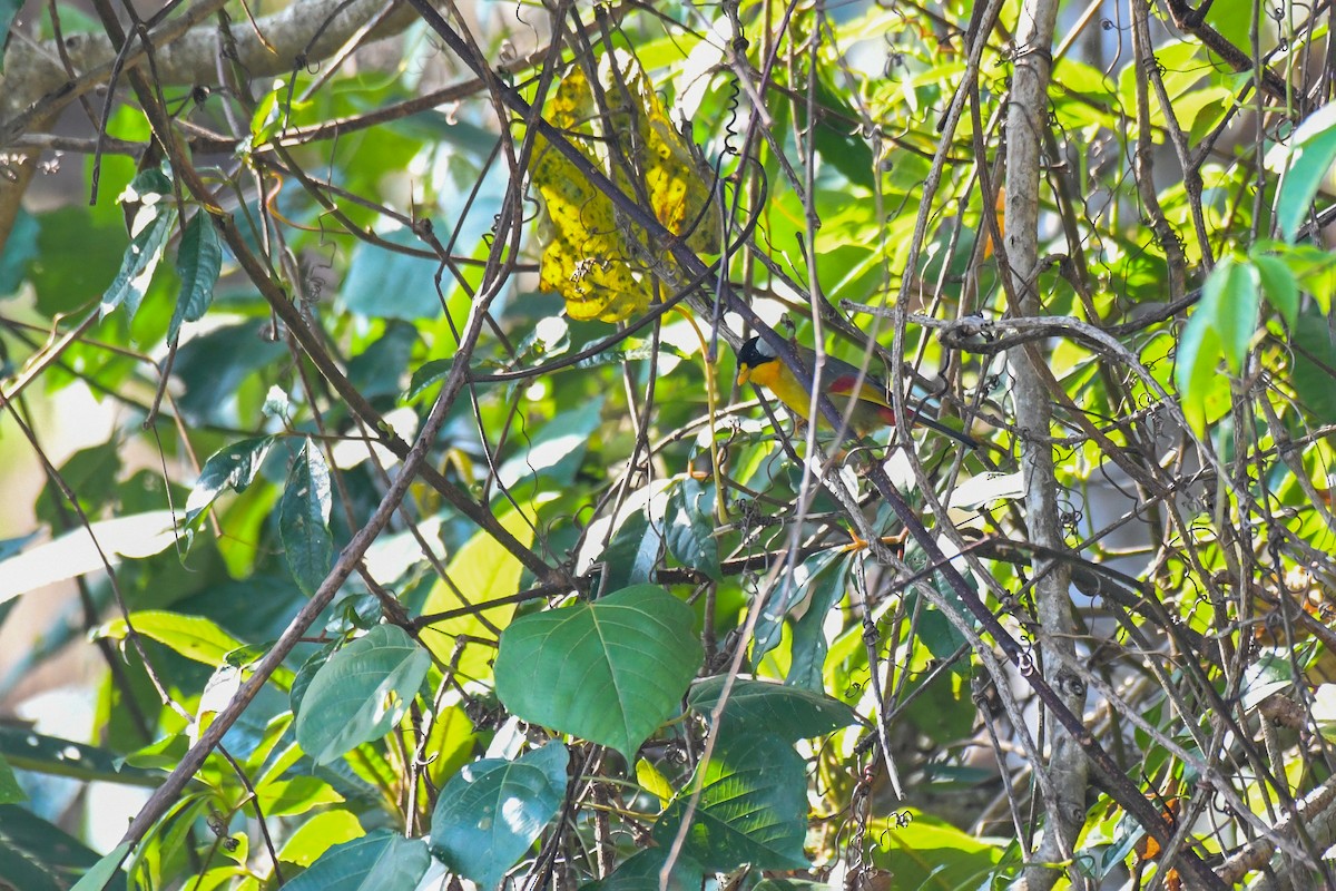 Silver-eared Mesia - ML617030718