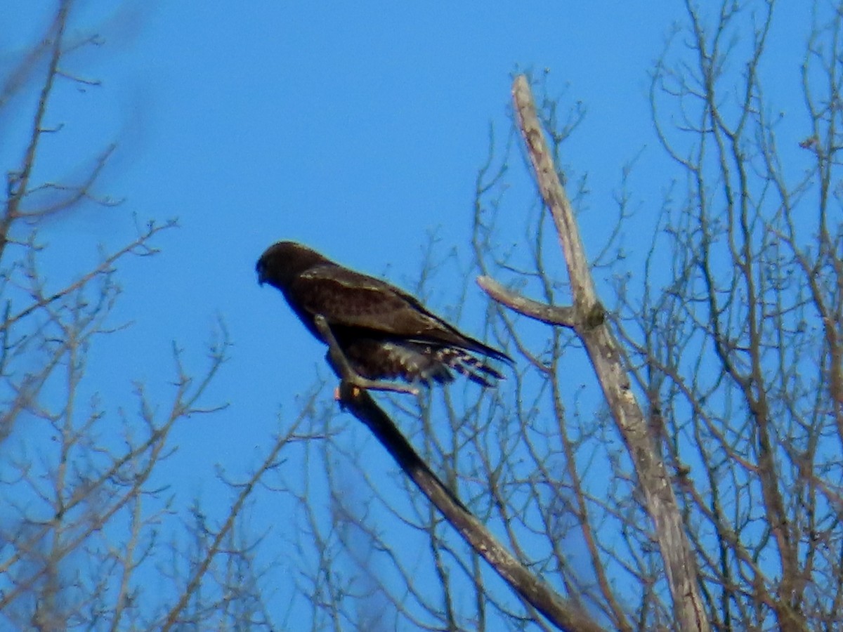 Rough-legged Hawk - ML617030743