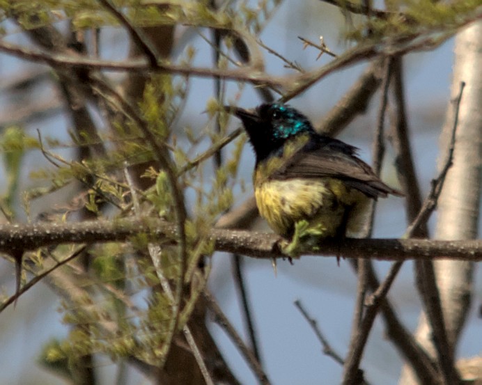 Variable Sunbird (Yellow-bellied) - ML617030751