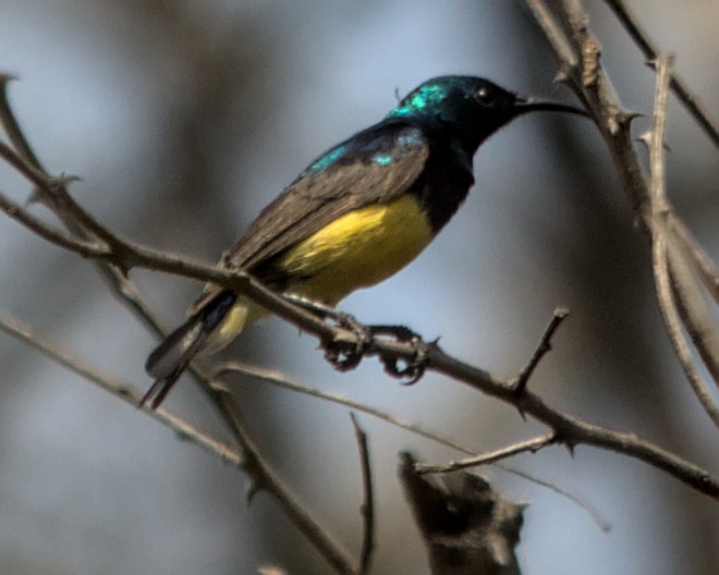 カワリタイヨウチョウ（venustus グループ） - ML617030752