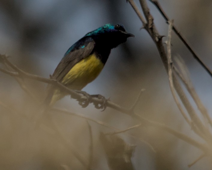 Variable Sunbird (Yellow-bellied) - ML617030753