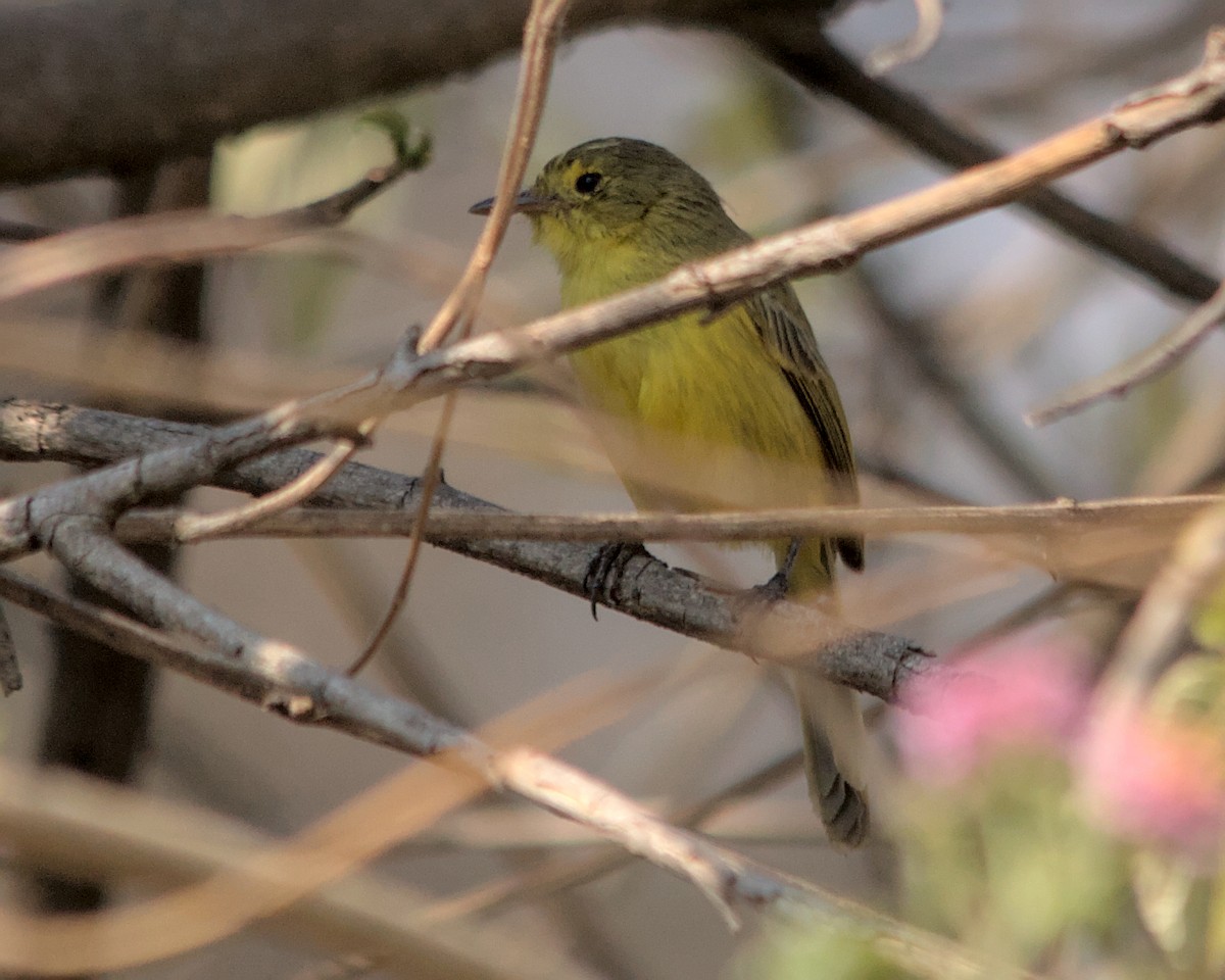 African Yellow-Warbler - ML617030762